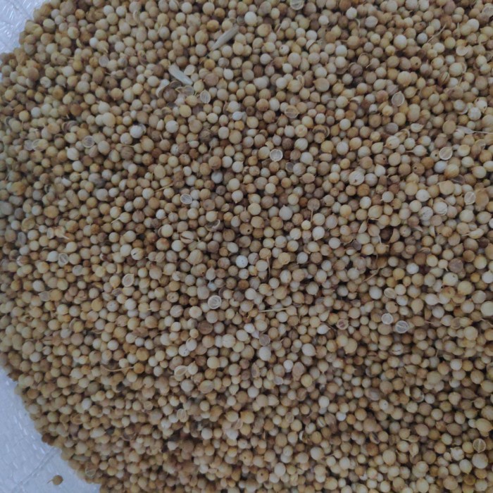 

Biji Ketumbar Utuh [coriander seed] 20g