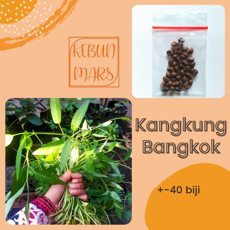 Benih Kangkung Bangkok