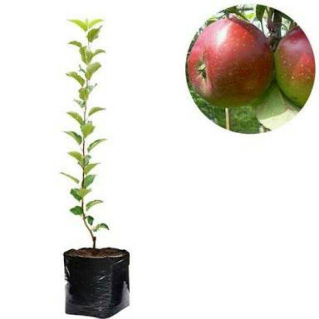 Bibit apel merah
