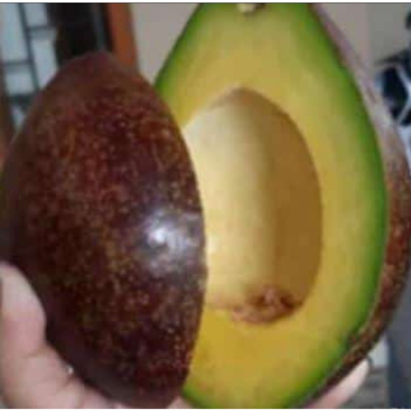 

AlpukatMentegaBengkulu