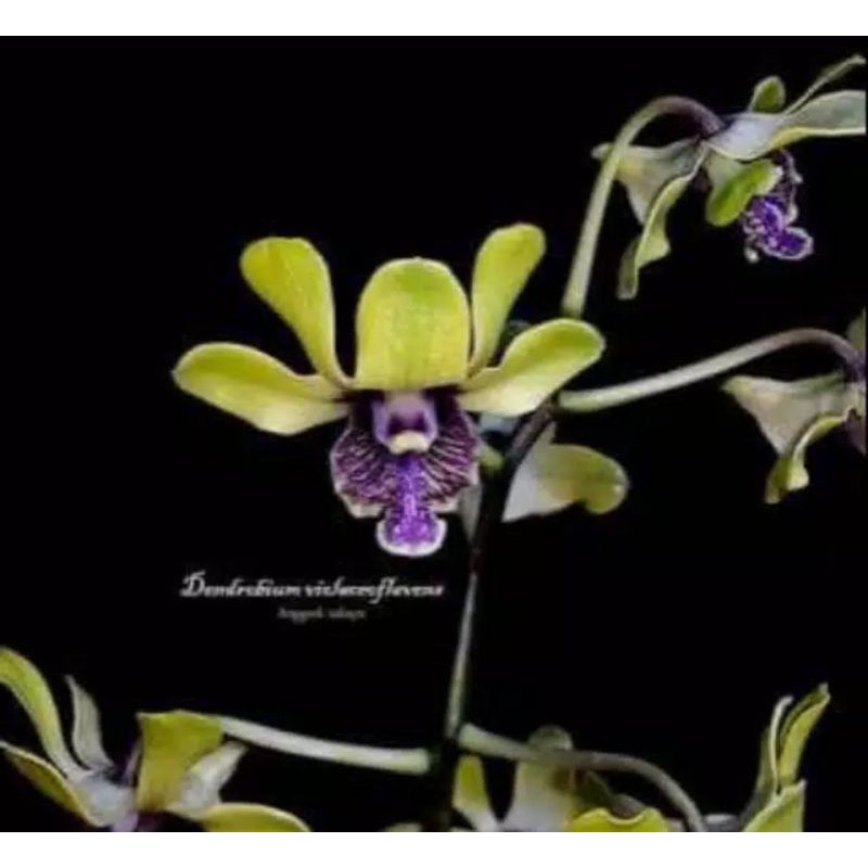 Seedling Anggrek Dendrobium Violaceoflavens-tanaman hidup-tanaman hias hidup-bunga hidup(bunga anggrek hidup-tanaman gantung-bunga anggrek-bunga gantung hidup-tanaman anggrek-tanaman bunga-bibit bunga anggrek hidup)