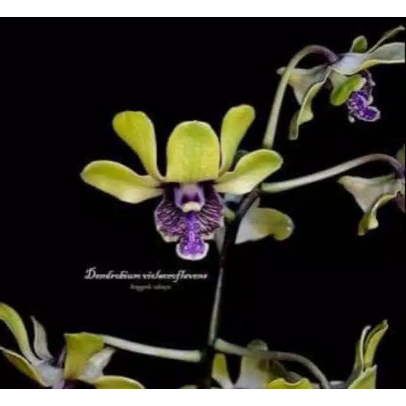 Seedling Anggrek Dendrobium Violaceoflavens-tanaman hidup-tanaman hias hidup-bunga hidup(bunga anggr