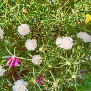 Bibit Stek Mossrose Moss Krokot Merah Bunga  Pukul  Sembilan  