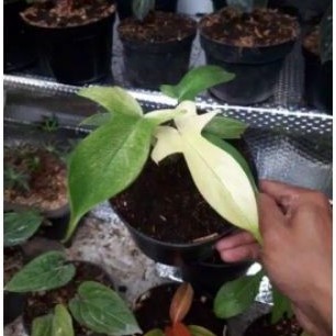TANAMAN HIAS PHILODENDRON FLORIDA GHOST// PHIDENDRON// FLORIDA GHOST