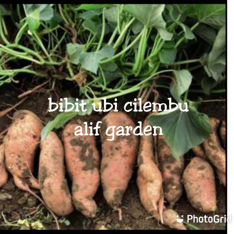 BIBIT UBI CILEMBU