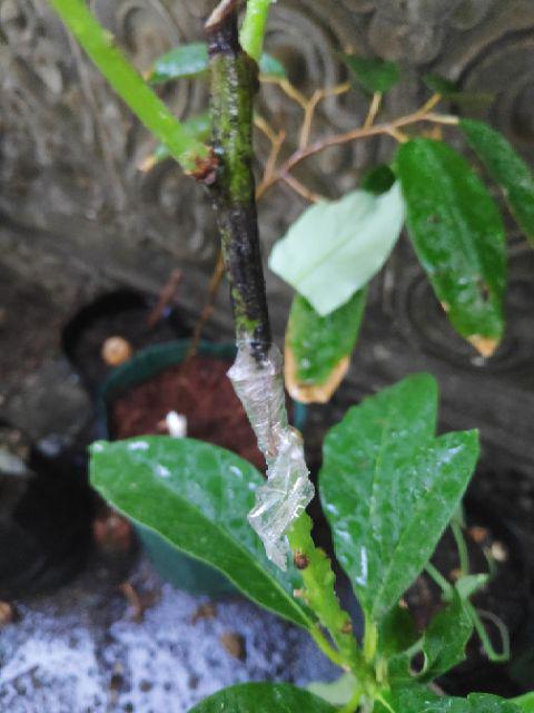 Termurah/ Paling Murah Pakettt 3batang Bibit Tanaman Buah Alpukat Lam Hass