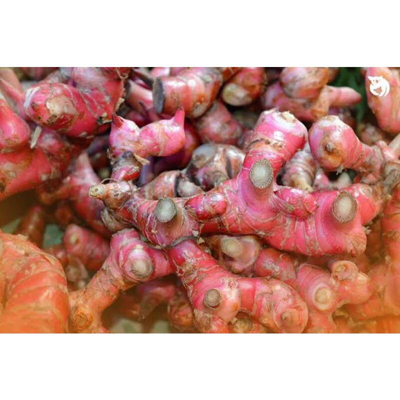 

jahe merah termurah1kg