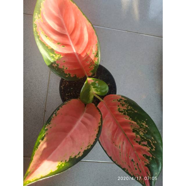 Aglonema kochin pink