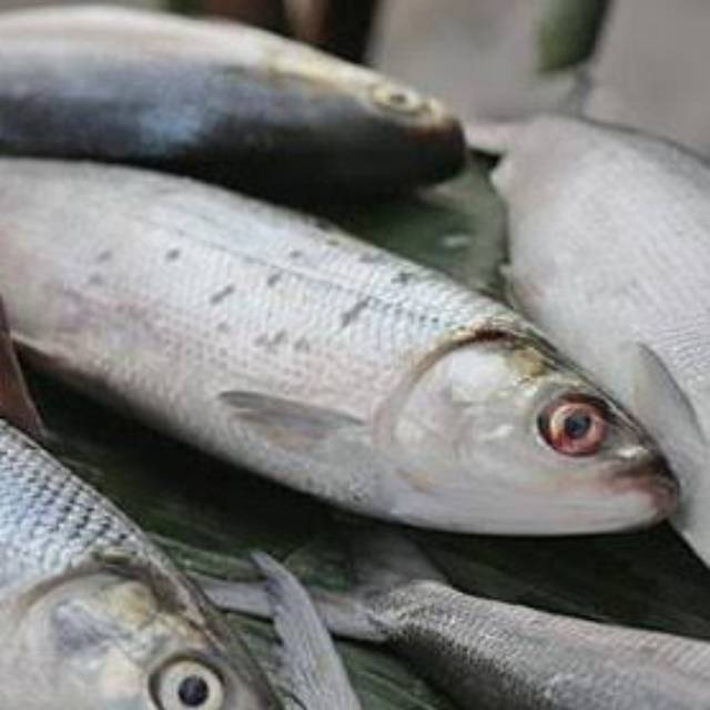 

Ikan bandeng fresh 1kg