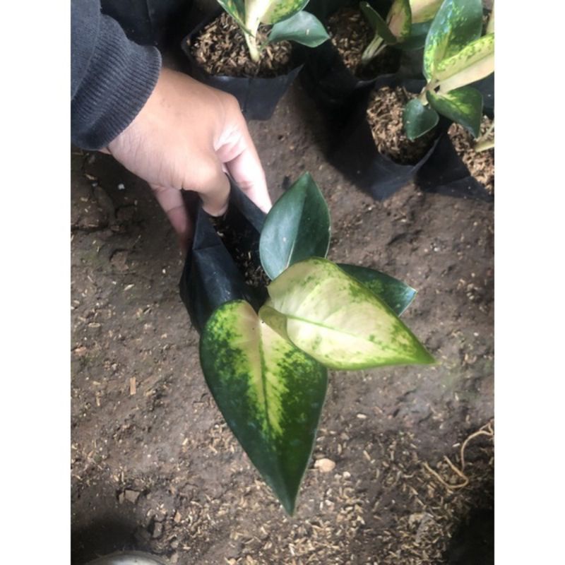 AGLONEMA SULTAN BRUNAI BABY CANTIK///£