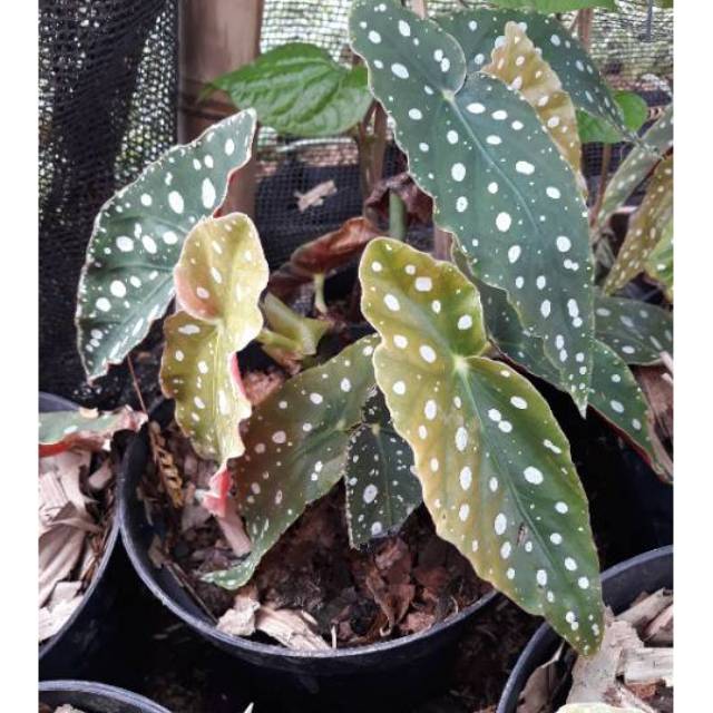 Tanaman hias begonia polkadot Tanaman Hias hidup begonia polkadot Tanaman begonia