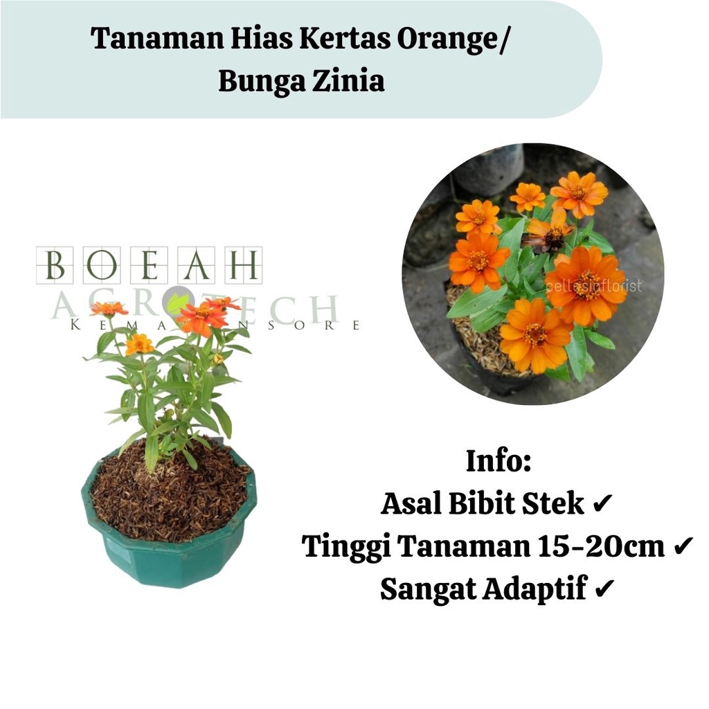 Bibit Bunga Kertas Orange/ Bunga Zinia Cantik Sudah Berbunga