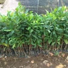 Bibit Tanaman Bumbu Daun Salam Terlaris Murah BELI 12 GRATIS 1-3