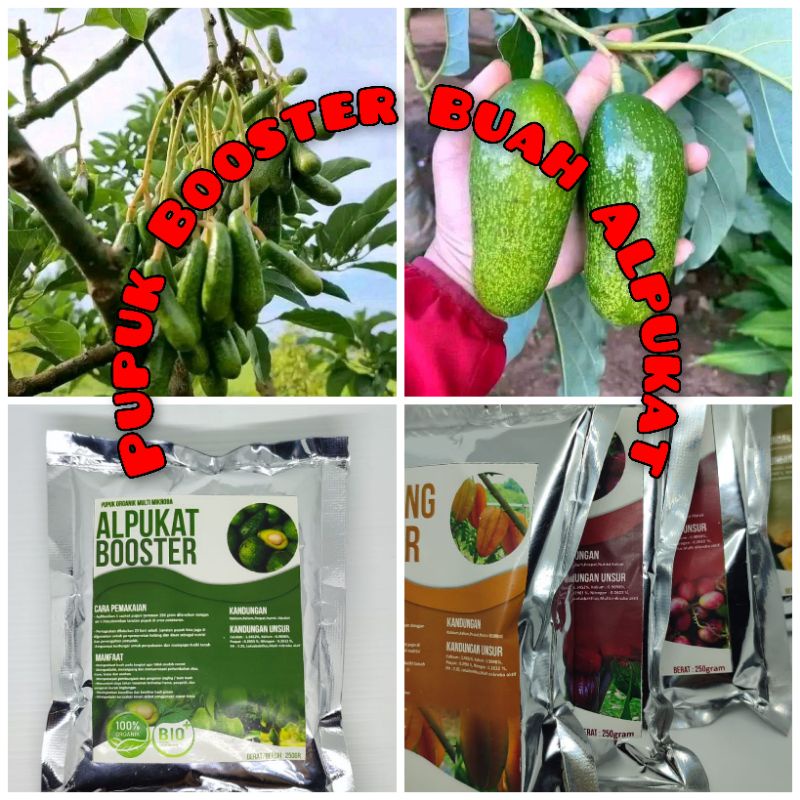 Pupuk booster AlpukatMurah Pupuk booster buah organik non kimia pupuk cair kilat npk urea merah pele