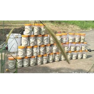 Kucur Umpan Ikan Baung(KUCUR BAUNG SUPER (Bonus 3 mata kail Water King No 1 khusus baung ) 250 GR DA