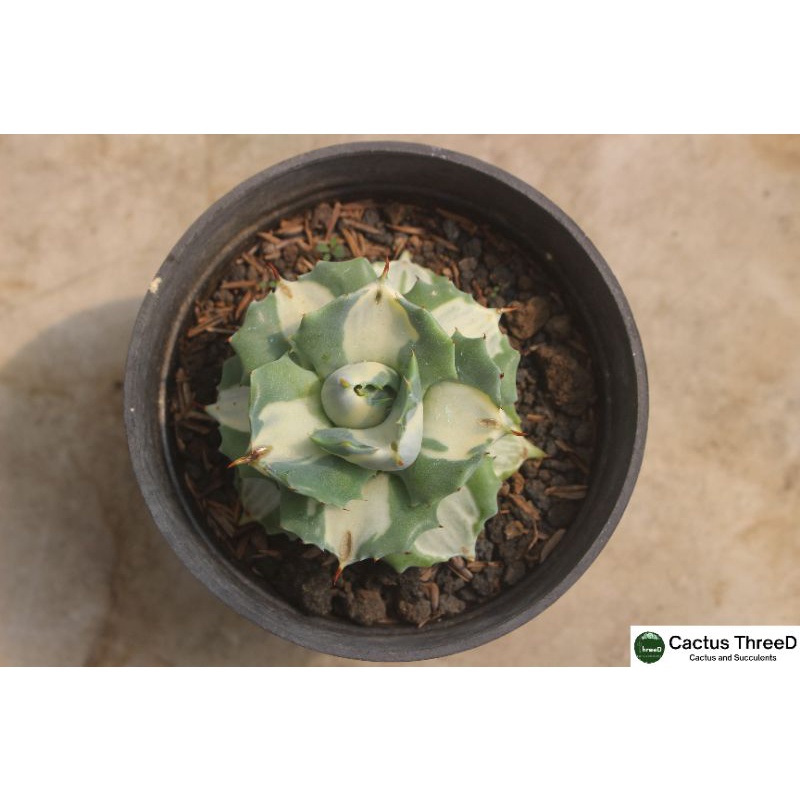 Agave Shoji Raijin Variegated White