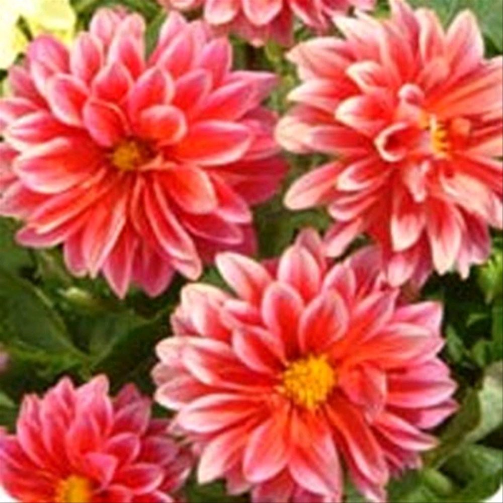 1 Benih Dahlia  Variabilis Dwarf Double Opera Red