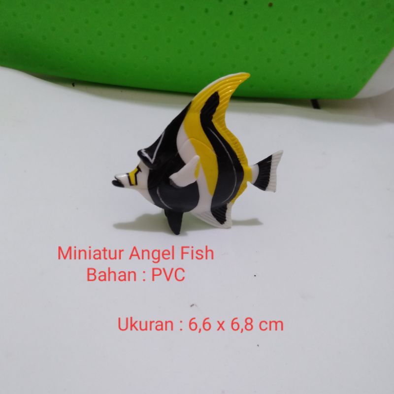 Miniatur Angel Fish Miniatur Ikan Angel Ikan Malaikat