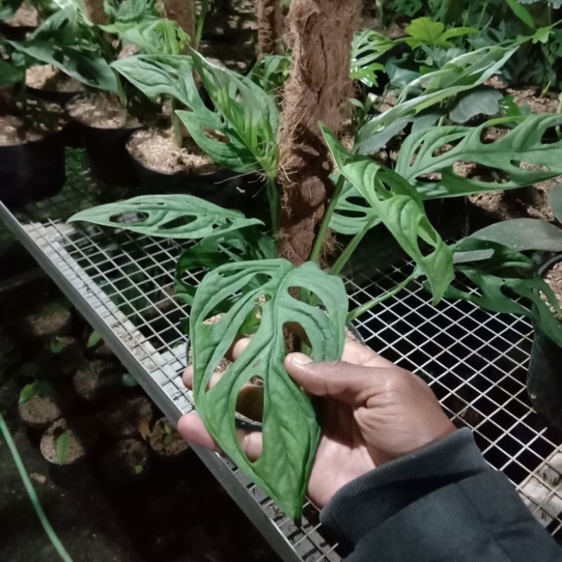 JANDA BOLONG#Bunga janda bolong