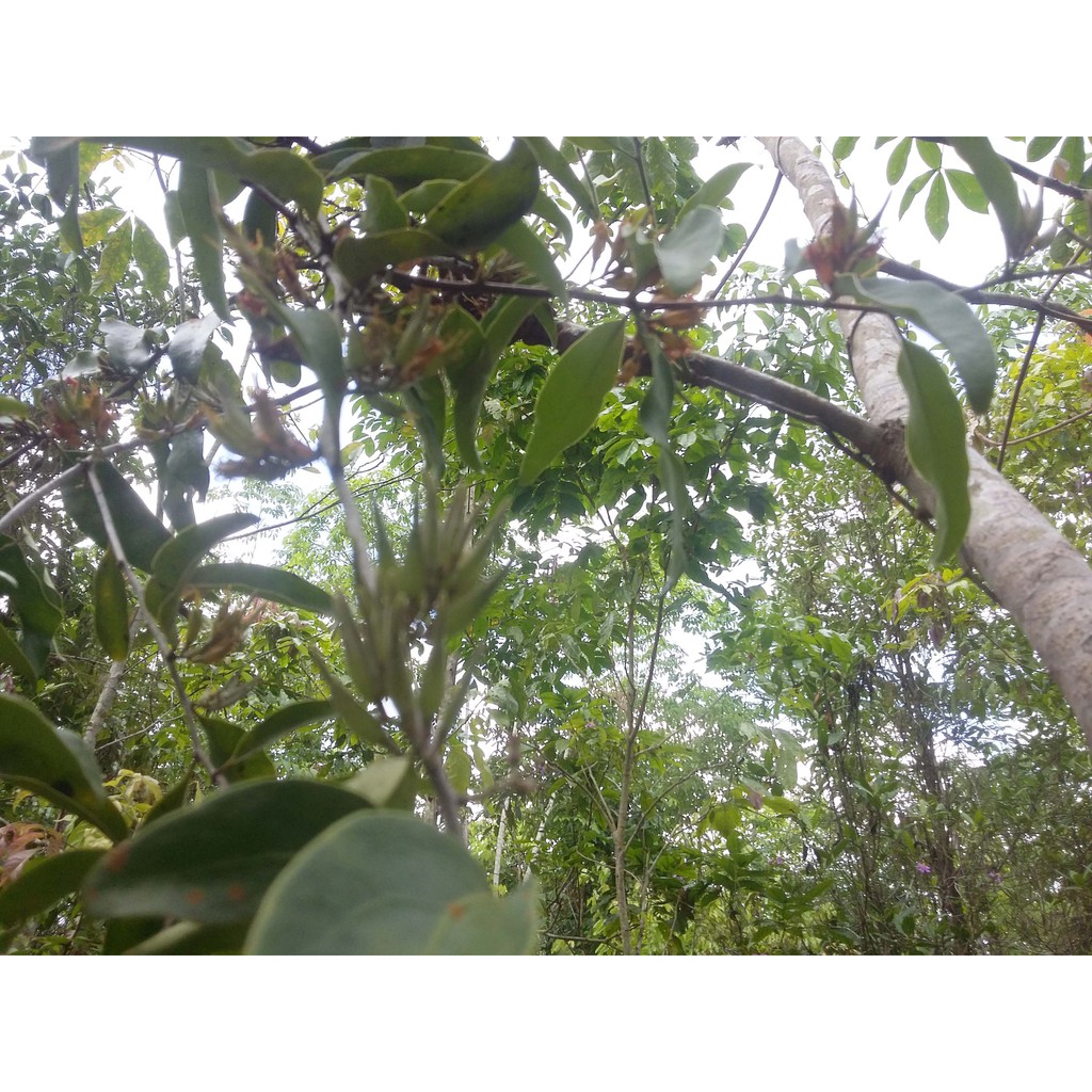 

Benalu Pohon Karet 1 KG