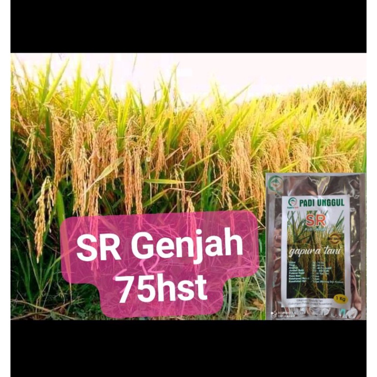 benih padi SR genjah 75hst 1kg