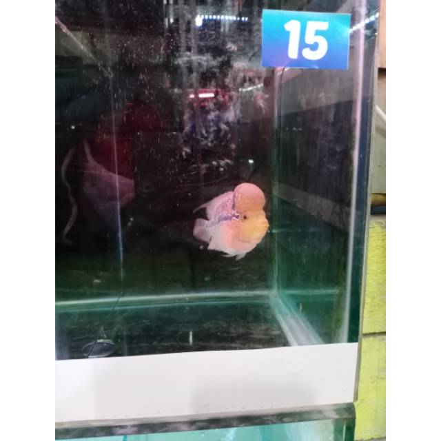 Ikan lohan srd 15 uk 08-10cm (3jari)