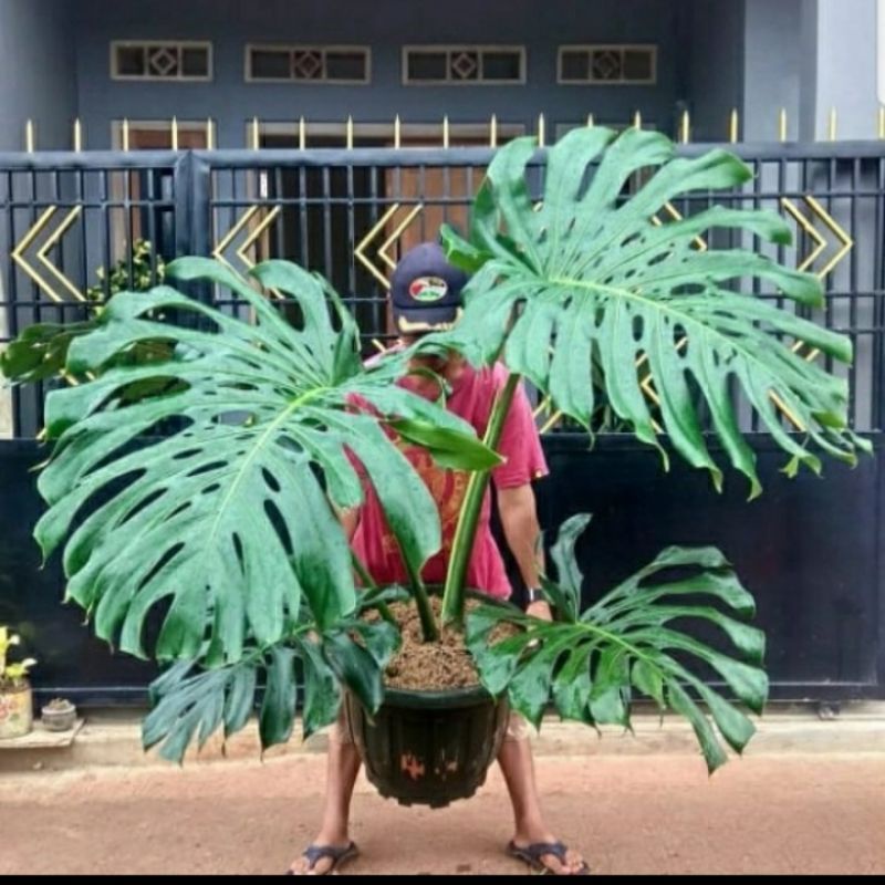 Tanaman hias anakan monstera king giant - bibit monstera
