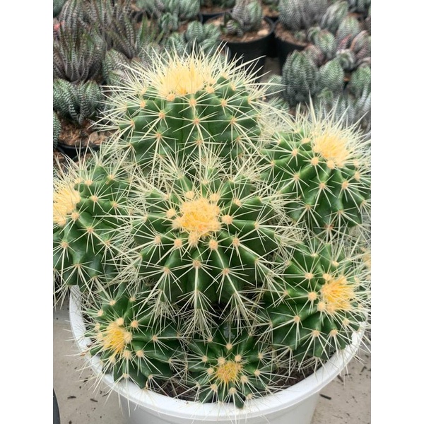 Golden Barrel Cluster pot 25cm