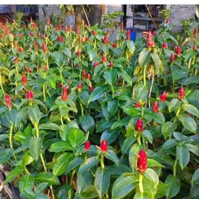 tanaman hias pacing pentul - pohon pacing pentul