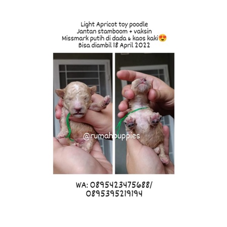 Jua Light Apricot Toy Poodle Male