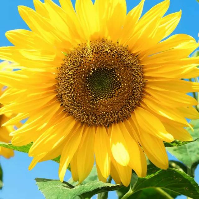 susilowatitheresia37