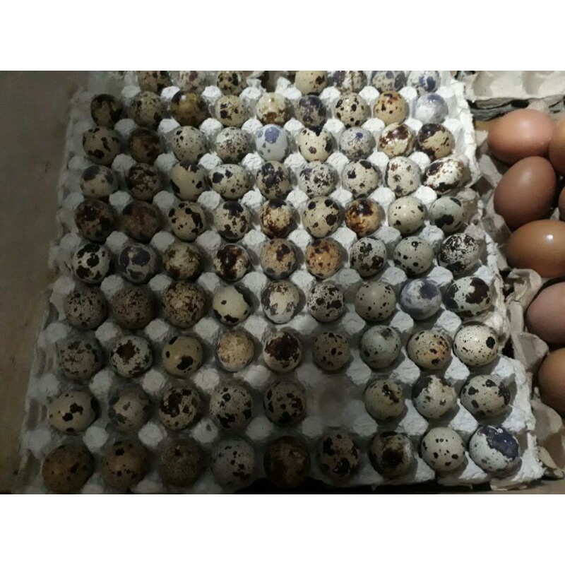 

Telur Puyuh Refil 42 butir