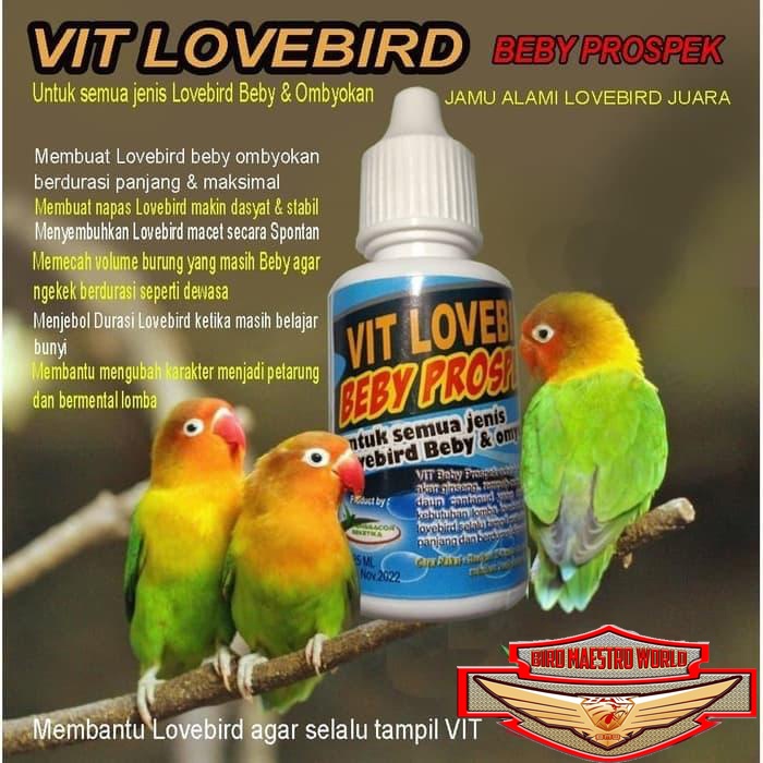 Vitamin Burung Lovebird Beby Prospek / Jamu Alami Lovebird Juara
