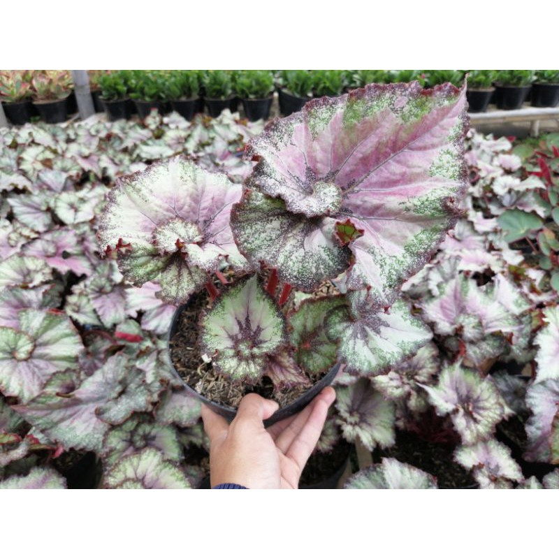 aneka jenis tanaman begonia