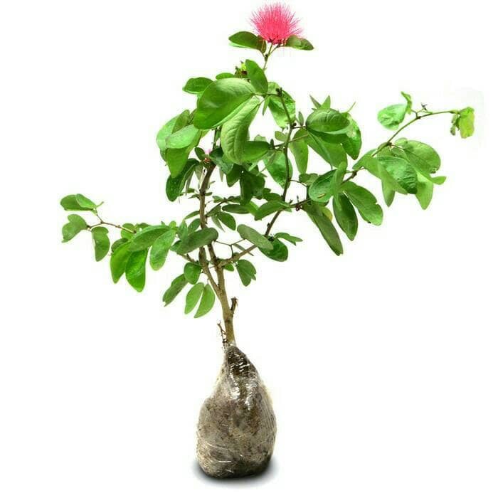 

bunga caliandra