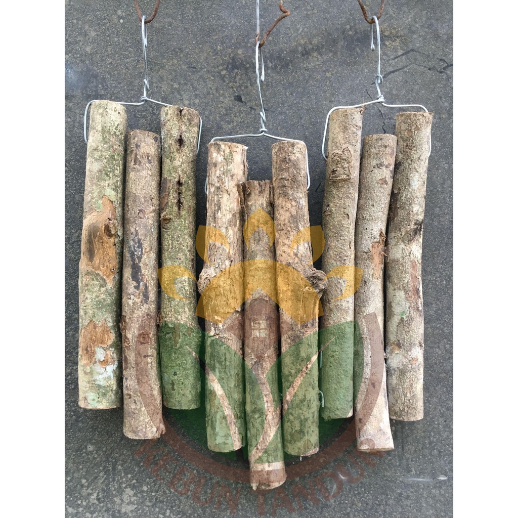 Kayu Media Tanam Anggrek bukan Kayu Laban dan Jati bukan Kopi