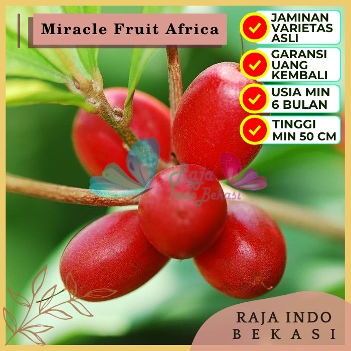 Bibit Tanaman Buah MIRACLE FRUIT AFRICA Premium