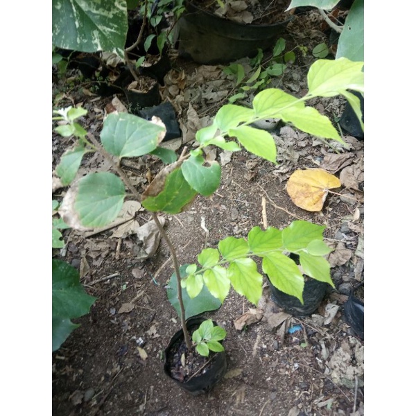 Bibit Bonsai Phusu Bulu Taiwan