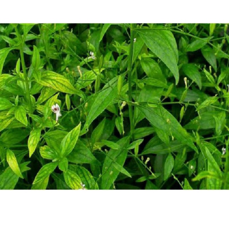 

daun sambiloto segar 200 helai daun.herbal tradisional dikirim dalam keadaan segar bertangkai