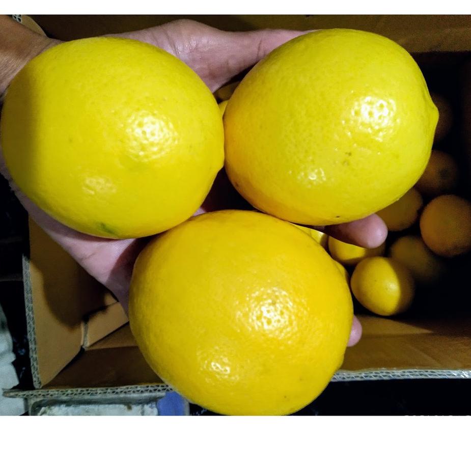 

⚡COD jeruk lemon california grade A 1kg | TERPOPULER | VIRAL | TIKTOK