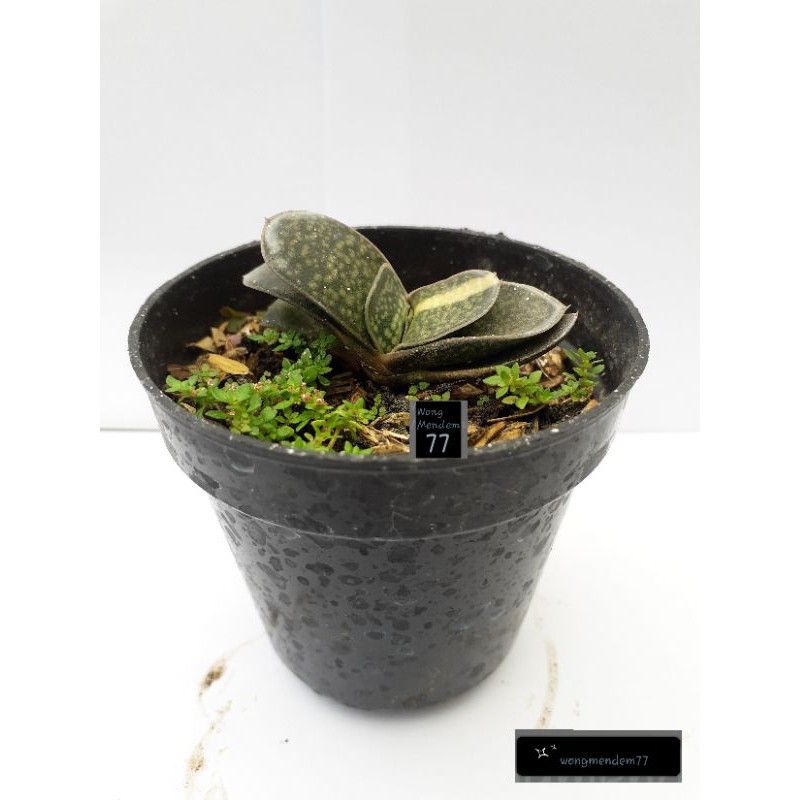 Bunga gasteria variegata