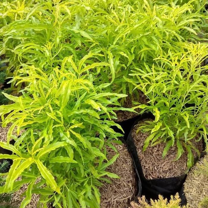 tanaman hias brokoli kuning - tanaman brokoli kuning - brokoli kuning