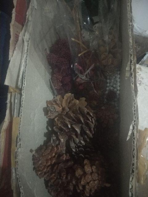 Rumput Kayu Angin Hijau 20gr