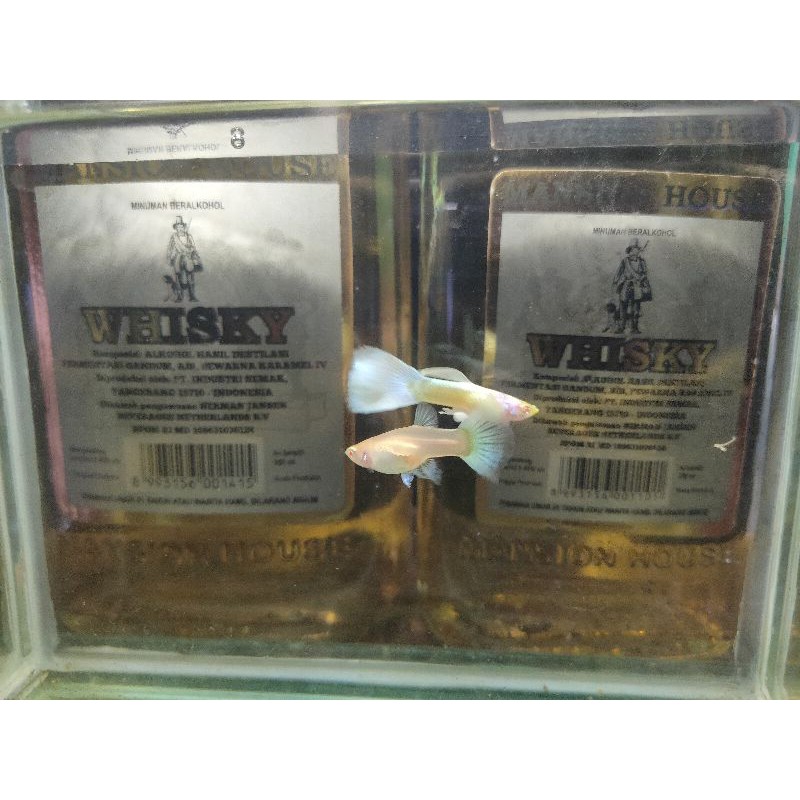 GuppyAlbinoFullPlatinum