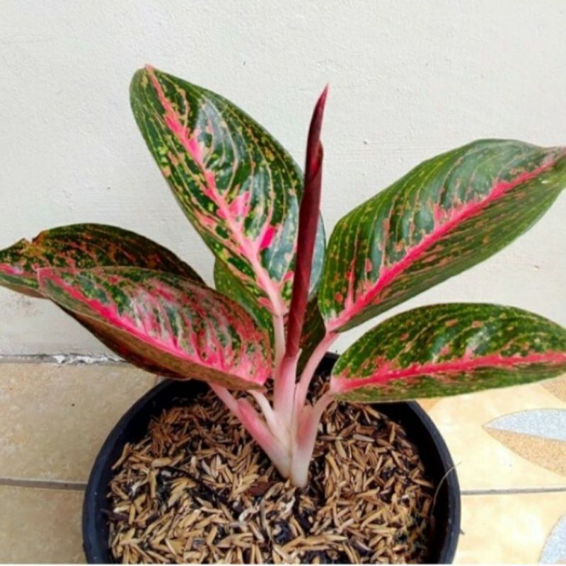 Bibit/anakan Aglonema adelia