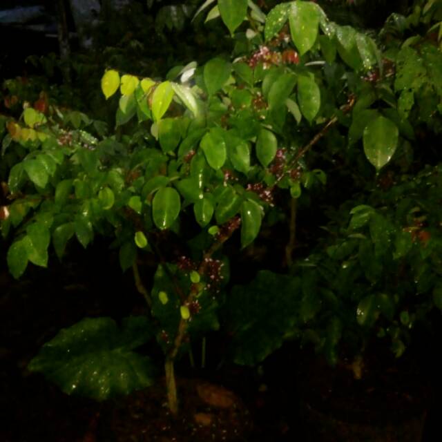 Bibit tanaman buah belimbing jumbo