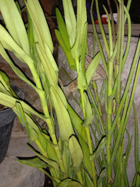 Anggrek Tanah Paket Hemat