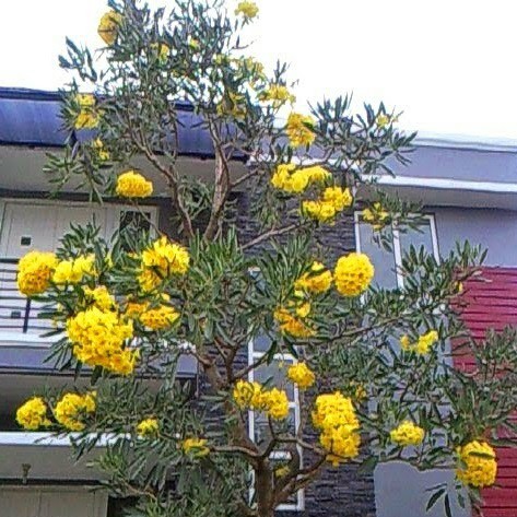 Tabebuya kuning 55 - 70 cm - BIBIT TANAMAN TABEBUYA KUNING KAMEUMEUT