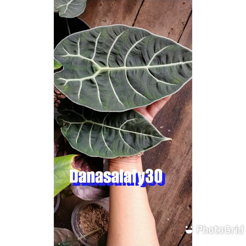 tanaman alocasia watsoniana glosy(MURAH)