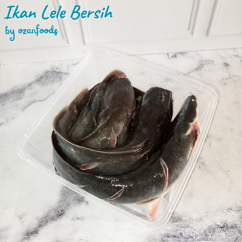 

Ikan Lele 1 kg